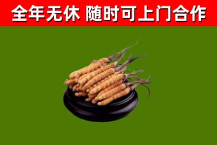 河东烟酒回收冬虫夏草.jpg